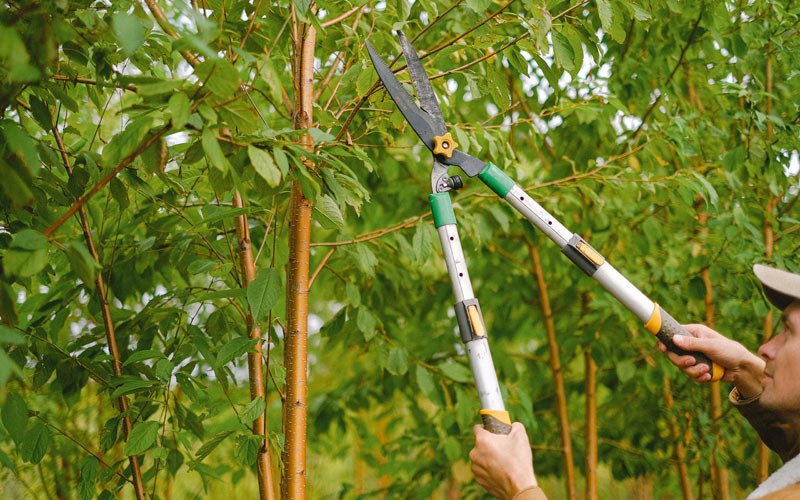 Tree trimming in Akron, NY