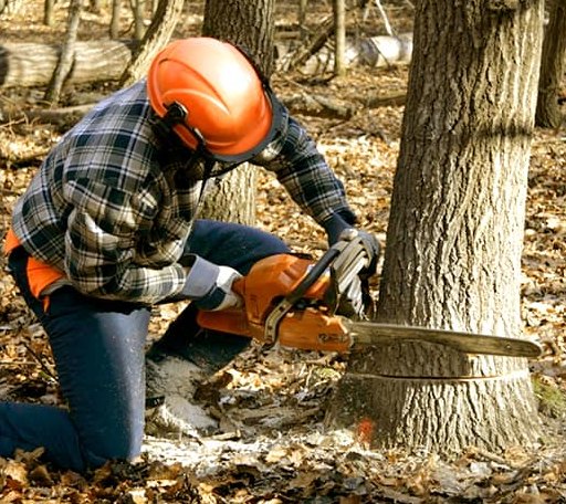 Tree Removal in Akron, NY